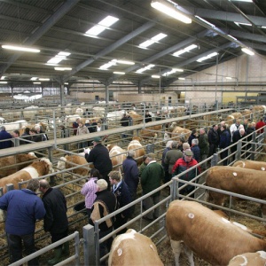 Prefabricated steel cattle farm 1_1